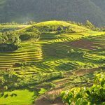800px-Terraced_fields_Sa_Pa_Vietnam